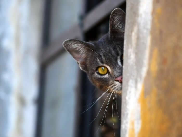 Pure Magic: 32 Majestic Cat Photos That Look Straight Out of a Fairytale 58 Gray cat peeking from behind a wall with one golden eye visible, creating a playful and mysterious portrait of feline curiosity.
