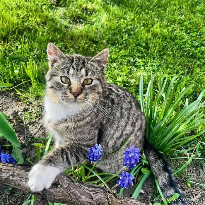 Pure Magic: 32 Majestic Cat Photos That Look Straight Out of a Fairytale 59 Tabby cat sitting in a garden among purple flowers and green grass, posing with one white paw resting on a branch in bright spring sunlight.