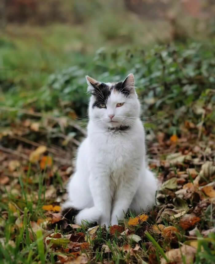 Pure Magic: 32 Majestic Cat Photos That Look Straight Out of a Fairytale 60 White cat with black patches sitting in a field of fallen autumn leaves, surrounded by grass and soft natural colors, creating a peaceful seasonal portrait.