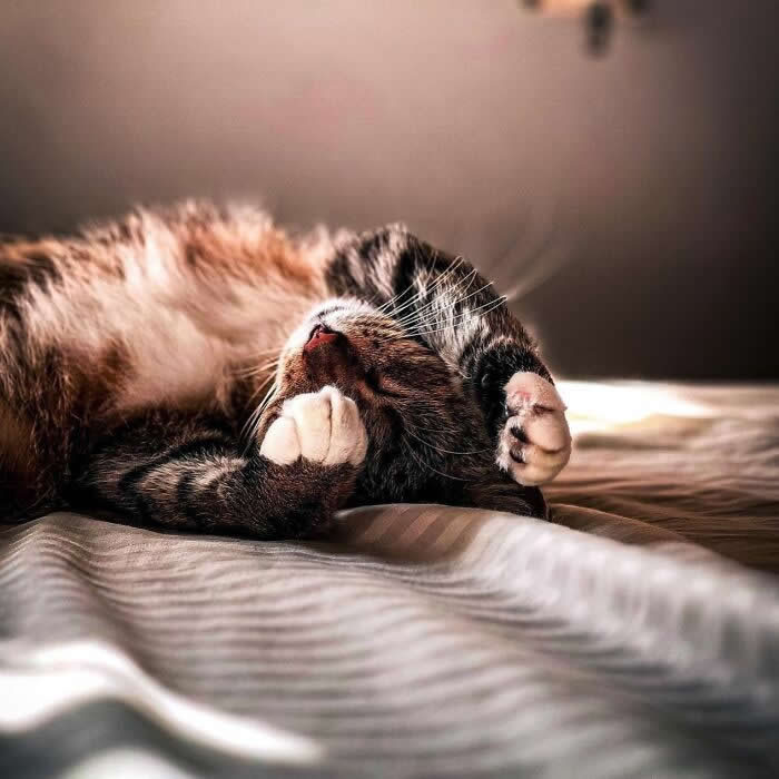 Pure Magic: 32 Majestic Cat Photos That Look Straight Out of a Fairytale 62 Sleeping tabby cat relaxing on a sunlit bed, covering its face with its paws while resting peacefully in a warm and cozy bedroom.