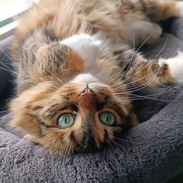 Pure Magic: 32 Majestic Cat Photos That Look Straight Out of a Fairytale 63 Fluffy tabby cat with green eyes resting upside down in a cozy gray pet bed, looking at the camera with an adorable and relaxed expression.