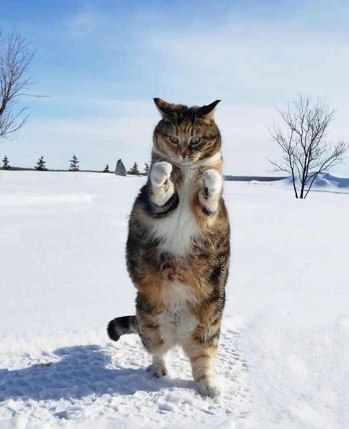 Pure Magic: 32 Majestic Cat Photos That Look Straight Out of a Fairytale 64 Calico cat standing on its hind legs in deep snow with paws raised playfully, captured in a winter landscape under a clear blue sky.