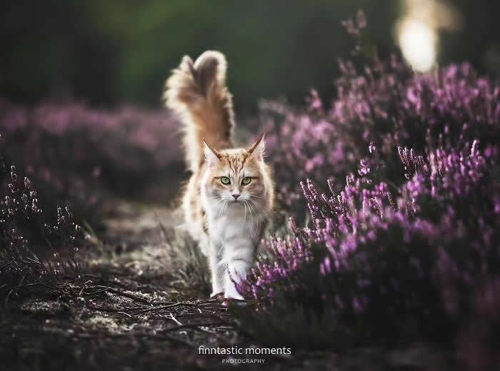 Pure Magic: 32 Majestic Cat Photos That Look Straight Out of a Fairytale 38 Long-haired ginger cat walking through a field of purple heather flowers, captured with soft light and shallow depth of field in a peaceful natural setting.