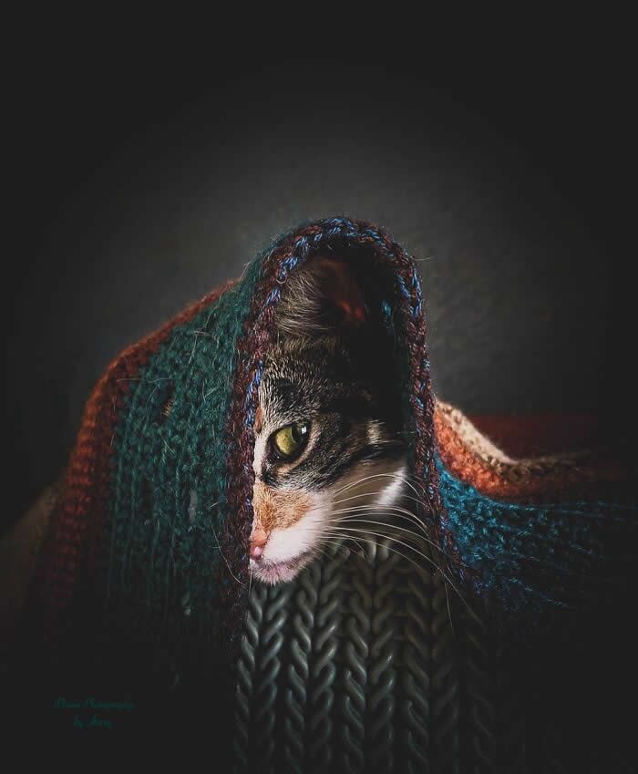 Pure Magic: 32 Majestic Cat Photos That Look Straight Out of a Fairytale 65 Tabby cat partially hidden under a knitted blanket, peering from the shadows with one green eye visible in a dramatic low-light portrait.