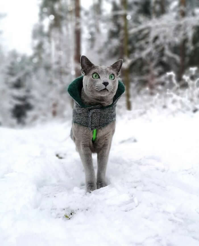 Pure Magic: 32 Majestic Cat Photos That Look Straight Out of a Fairytale 66 Gray cat with green eyes wearing a hooded winter jacket, walking through deep snow in a snowy forest surrounded by frost-covered trees.