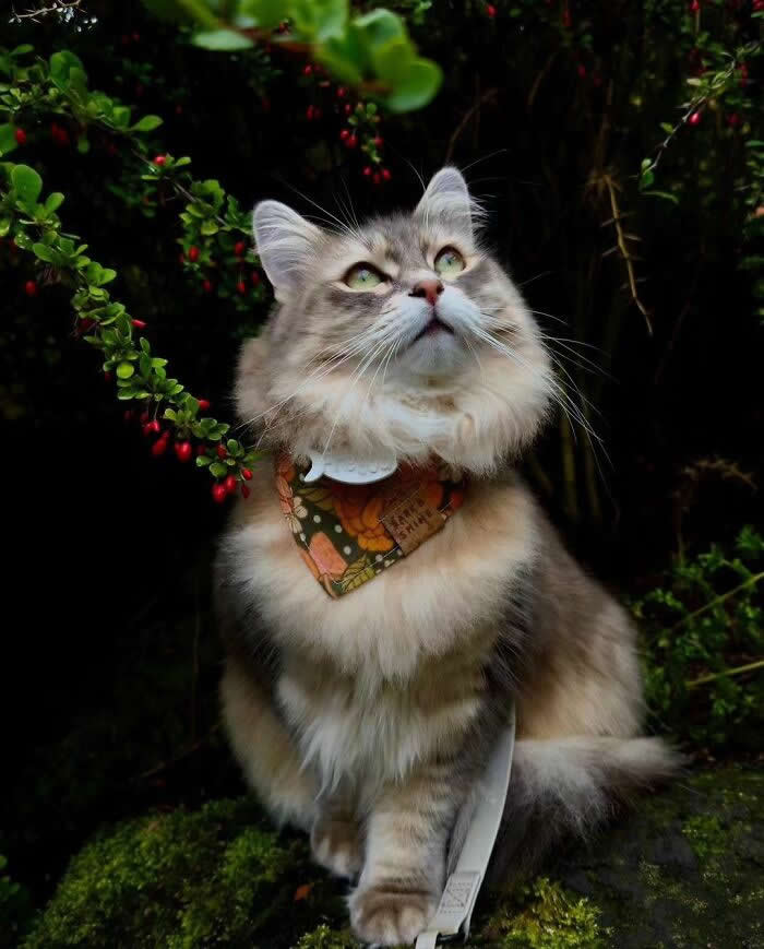 Pure Magic: 32 Majestic Cat Photos That Look Straight Out of a Fairytale 39 Long-haired fluffy cat with green eyes and a floral bandana sitting in a forest garden, looking upward among green leaves and red berries.