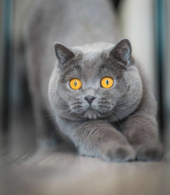 Pure Magic: 32 Majestic Cat Photos That Look Straight Out of a Fairytale 40 Gray British Shorthair cat with bright amber eyes crouching on a wooden surface, displaying an intense gaze and focused hunting posture.