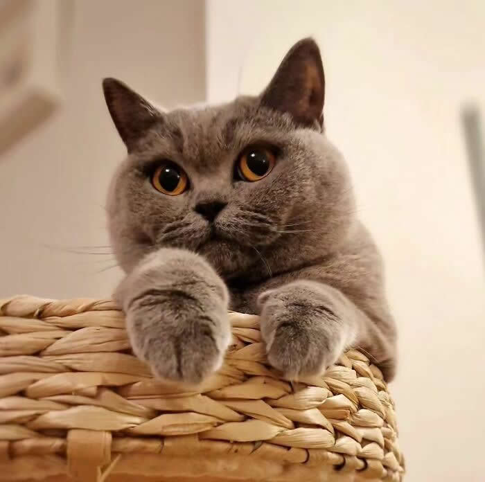 Pure Magic: 32 Majestic Cat Photos That Look Straight Out of a Fairytale 41 Gray British Shorthair cat with bright amber eyes relaxing in a wicker basket, resting its paws on the rim while looking curiously at the camera.