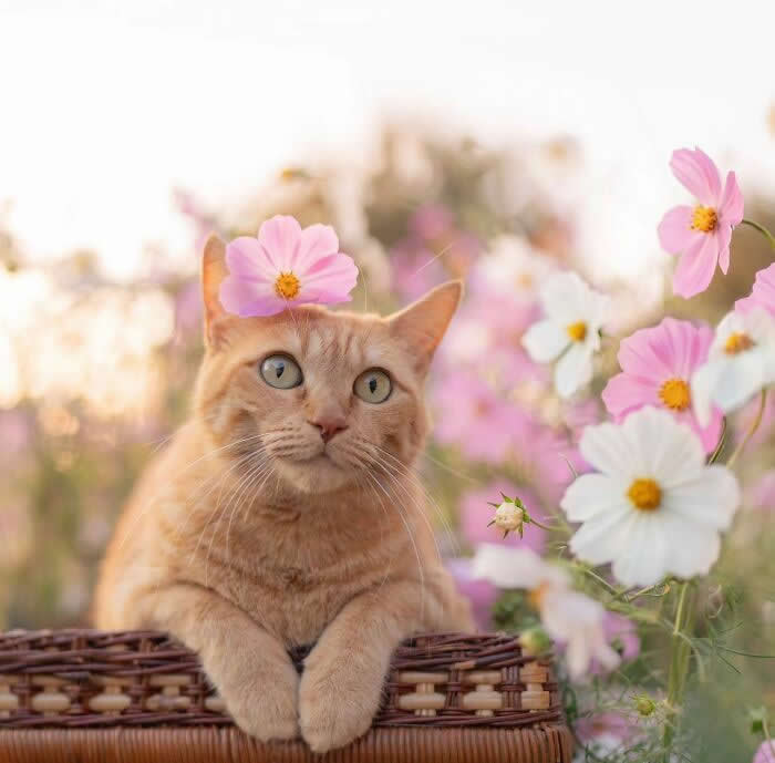 Pure Magic: 32 Majestic Cat Photos That Look Straight Out of a Fairytale 42 Orange tabby cat sitting in a wicker basket among pink and white cosmos flowers, wearing a pink flower on its head in a bright spring garden.