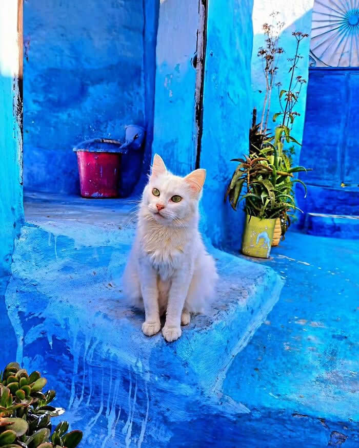 Pure Magic: 32 Majestic Cat Photos That Look Straight Out of a Fairytale 43 White long-haired cat sitting on blue steps in a colorful blue-painted courtyard, surrounded by potted plants and striking azure architecture.