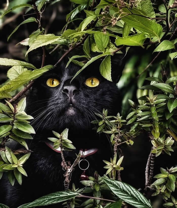 Pure Magic: 32 Majestic Cat Photos That Look Straight Out of a Fairytale 44 Black cat with bright yellow eyes hiding among green leaves and branches, creating a dramatic portrait of feline curiosity and natural camouflage.