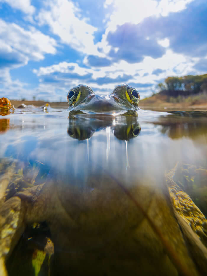 Steven Scott Grogin’s Wildlife Photos Are So Detailed You’ll Forget They Were Taken on a Phone 34 Bullfrog Between Worlds - Wildlife Photos Captured with Phone by Steven Scott Grogin