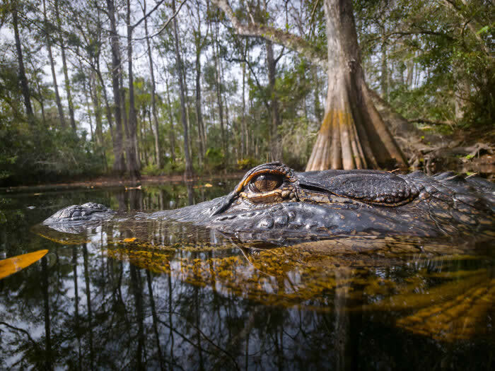 Steven Scott Grogin’s Wildlife Photos Are So Detailed You’ll Forget They Were Taken on a Phone 43 Cypress Mirror - Wildlife Photos Captured with Phone by Steven Scott Grogin