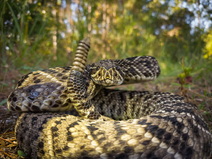 Steven Scott Grogin’s Wildlife Photos Are So Detailed You’ll Forget They Were Taken on a Phone 44 Coils And Diamonds - Wildlife Photos Captured with Phone by Steven Scott Grogin