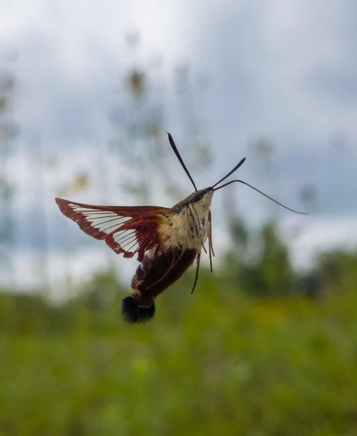 Steven Scott Grogin’s Wildlife Photos Are So Detailed You’ll Forget They Were Taken on a Phone 45 Hover Of The Mimic - Wildlife Photos Captured with Phone by Steven Scott Grogin
