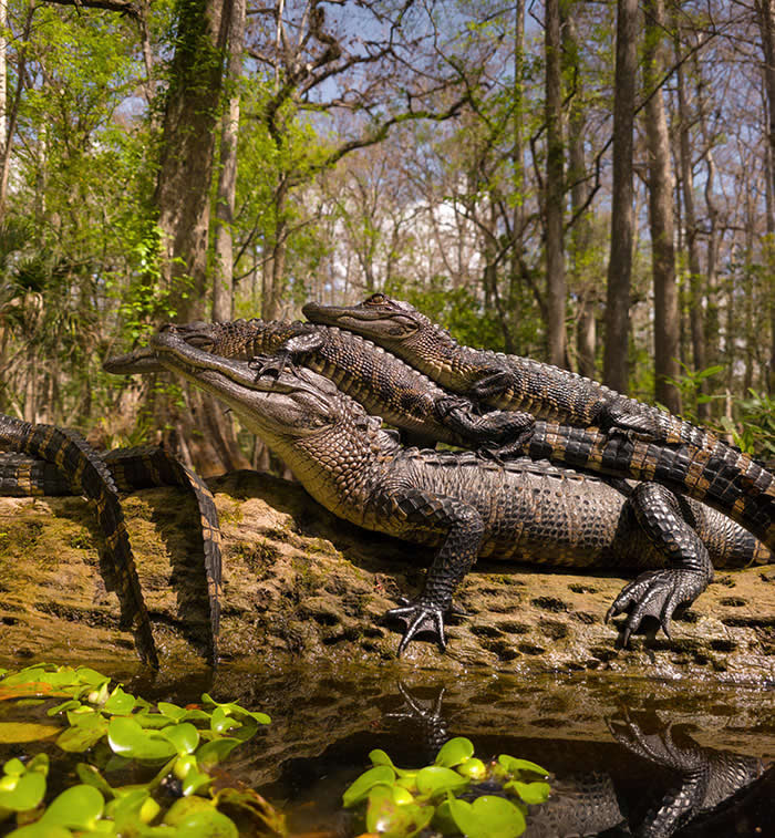 Steven Scott Grogin’s Wildlife Photos Are So Detailed You’ll Forget They Were Taken on a Phone 46 Jousting For The Crown - Wildlife Photos Captured with Phone by Steven Scott Grogin