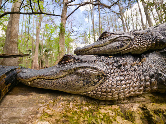 Steven Scott Grogin’s Wildlife Photos Are So Detailed You’ll Forget They Were Taken on a Phone 47 Stacked In Stillness - Wildlife Photos Captured with Phone by Steven Scott Grogin