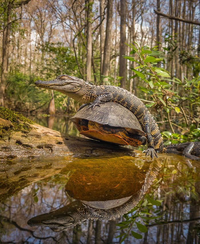 Steven Scott Grogin’s Wildlife Photos Are So Detailed You’ll Forget They Were Taken on a Phone 48 Riding The Old Shell - Wildlife Photos Captured with Phone by Steven Scott Grogin