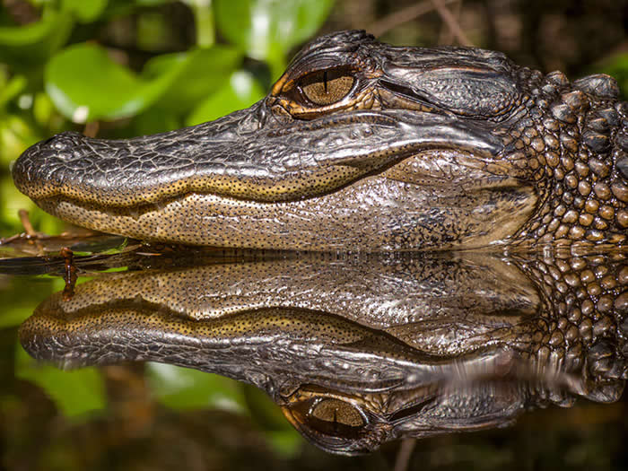 Steven Scott Grogin’s Wildlife Photos Are So Detailed You’ll Forget They Were Taken on a Phone 49 Reflections Of A Young Gator - Wildlife Photos Captured with Phone by Steven Scott Grogin