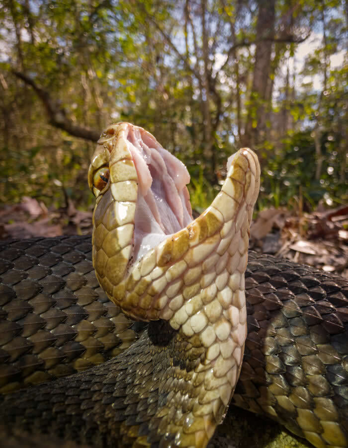 Steven Scott Grogin’s Wildlife Photos Are So Detailed You’ll Forget They Were Taken on a Phone 50 Mouth Of The South - Wildlife Photos Captured with Phone by Steven Scott Grogin