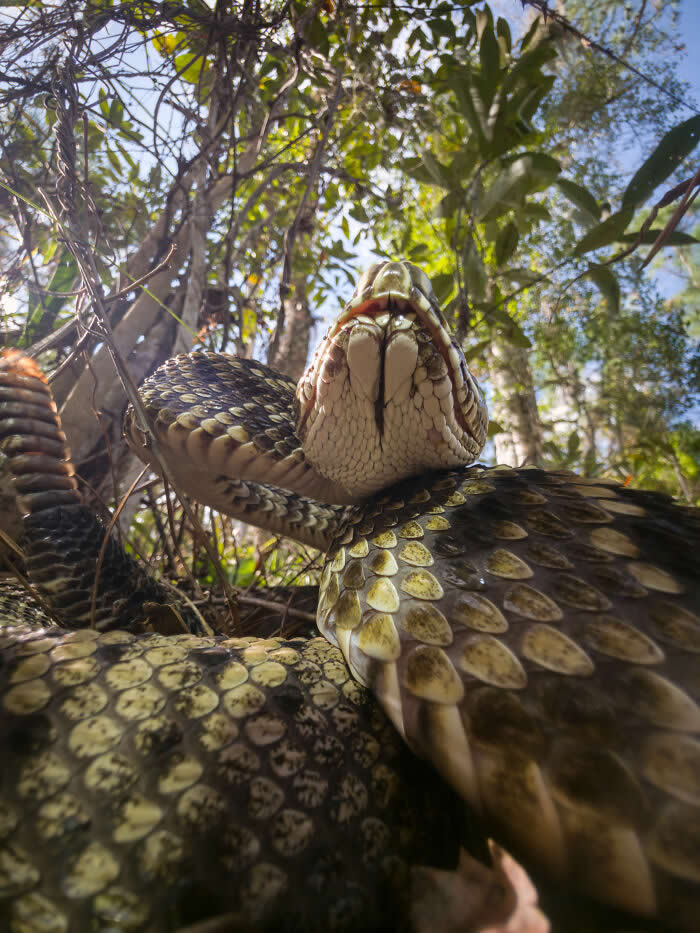 Steven Scott Grogin’s Wildlife Photos Are So Detailed You’ll Forget They Were Taken on a Phone 51 Rising From The Pine Floor - Wildlife Photos Captured with Phone by Steven Scott Grogin