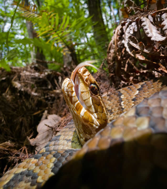 Steven Scott Grogin’s Wildlife Photos Are So Detailed You’ll Forget They Were Taken on a Phone 52 Tongue At The Open Door - Wildlife Photos Captured with Phone by Steven Scott Grogin