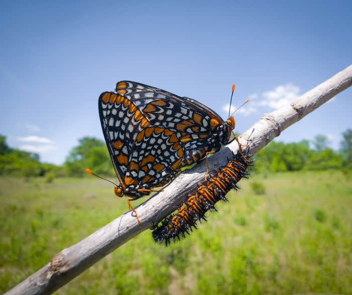 Steven Scott Grogin’s Wildlife Photos Are So Detailed You’ll Forget They Were Taken on a Phone 35 Meadow Generations - Wildlife Photos Captured with Phone by Steven Scott Grogin