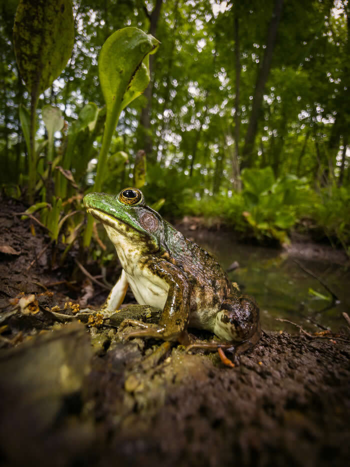 Steven Scott Grogin’s Wildlife Photos Are So Detailed You’ll Forget They Were Taken on a Phone 53 Swampside Sovereign - Wildlife Photos Captured with Phone by Steven Scott Grogin
