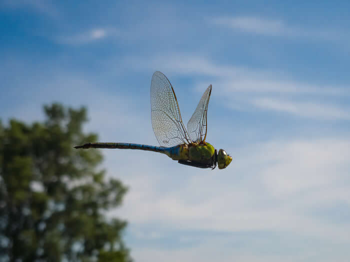 Steven Scott Grogin’s Wildlife Photos Are So Detailed You’ll Forget They Were Taken on a Phone 54 Blue Darter - Wildlife Photos Captured with Phone by Steven Scott Grogin