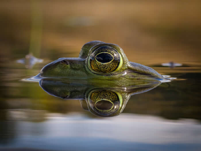 Steven Scott Grogin’s Wildlife Photos Are So Detailed You’ll Forget They Were Taken on a Phone 55 Evening Mirror - Wildlife Photos Captured with Phone by Steven Scott Grogin