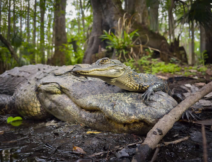 Steven Scott Grogin’s Wildlife Photos Are So Detailed You’ll Forget They Were Taken on a Phone 56 On Her Brow - Wildlife Photos Captured with Phone by Steven Scott Grogin