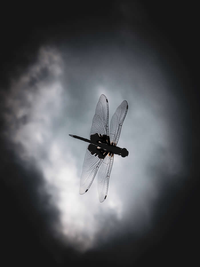 Steven Scott Grogin’s Wildlife Photos Are So Detailed You’ll Forget They Were Taken on a Phone 58 Shadow Through The Light - Wildlife Photos Captured with Phone by Steven Scott Grogin