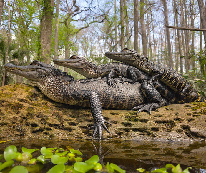 Steven Scott Grogin’s Wildlife Photos Are So Detailed You’ll Forget They Were Taken on a Phone 59 Three On The Log - Wildlife Photos Captured with Phone by Steven Scott Grogin