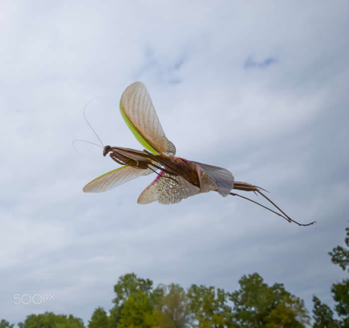 Steven Scott Grogin’s Wildlife Photos Are So Detailed You’ll Forget They Were Taken on a Phone 60 Airborne Apparition - Wildlife Photos Captured with Phone by Steven Scott Grogin