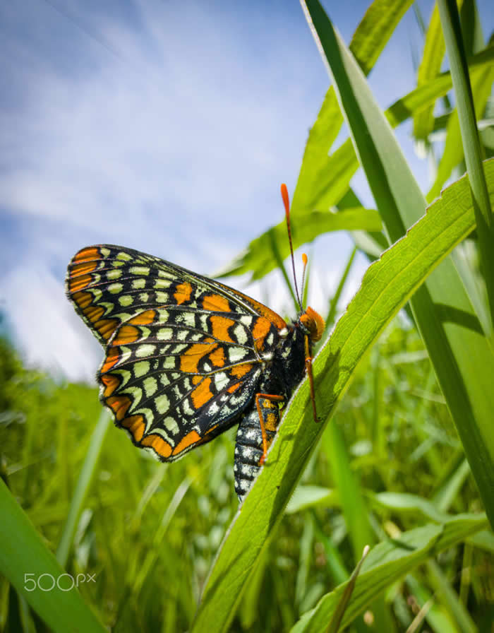 Steven Scott Grogin’s Wildlife Photos Are So Detailed You’ll Forget They Were Taken on a Phone 61 Spring Herald of the Meadow - Wildlife Photos Captured with Phone by Steven Scott Grogin