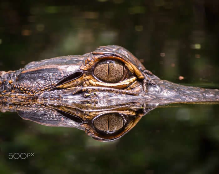 Steven Scott Grogin’s Wildlife Photos Are So Detailed You’ll Forget They Were Taken on a Phone 62 Morning Drift - Wildlife Photos Captured with Phone by Steven Scott Grogin