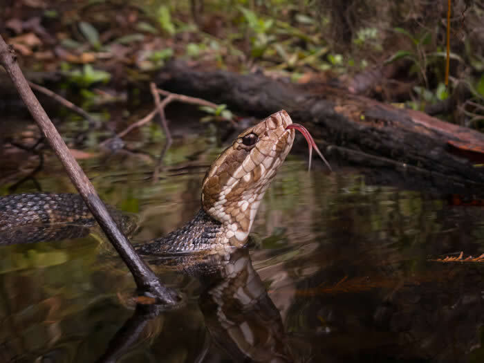 Steven Scott Grogin’s Wildlife Photos Are So Detailed You’ll Forget They Were Taken on a Phone 36 Tasting The Current - Wildlife Photos Captured with Phone by Steven Scott Grogin
