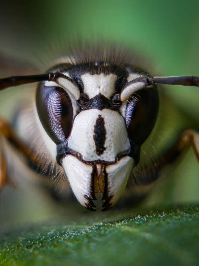 Steven Scott Grogin’s Wildlife Photos Are So Detailed You’ll Forget They Were Taken on a Phone 37 White-Masked Sentinel - Wildlife Photos Captured with Phone by Steven Scott Grogin