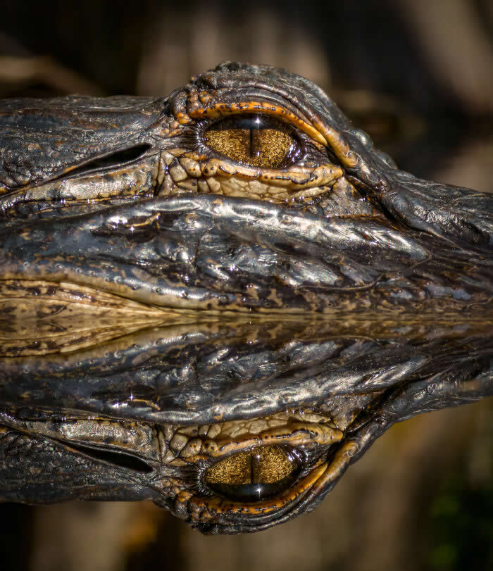 Steven Scott Grogin’s Wildlife Photos Are So Detailed You’ll Forget They Were Taken on a Phone 38 Twin Embers - Wildlife Photos Captured with Phone by Steven Scott Grogin