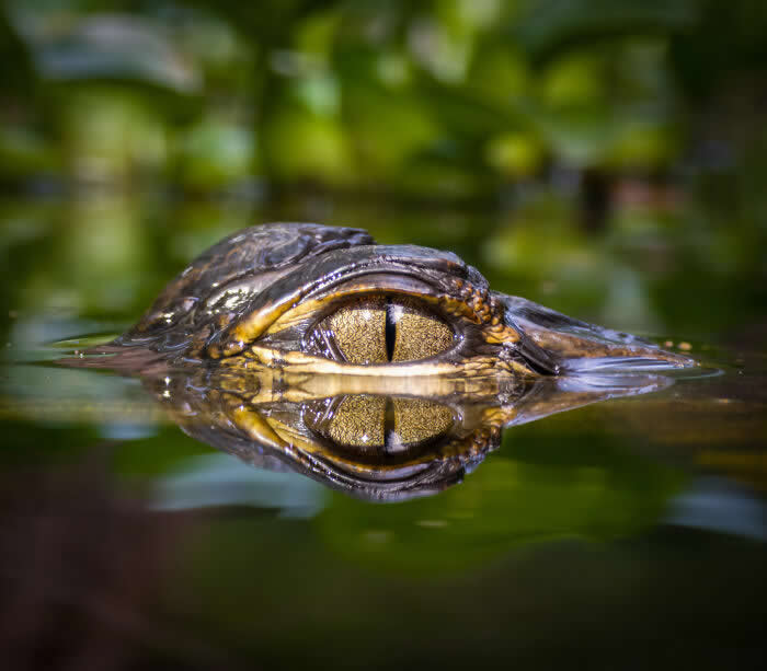 Steven Scott Grogin’s Wildlife Photos Are So Detailed You’ll Forget They Were Taken on a Phone 39 Golden Watcher - Wildlife Photos Captured with Phone by Steven Scott Grogin
