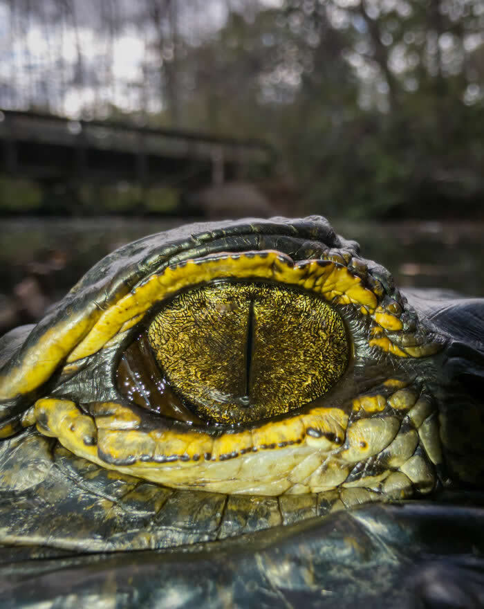 Steven Scott Grogin’s Wildlife Photos Are So Detailed You’ll Forget They Were Taken on a Phone 40 Ancient Gold - Wildlife Photos Captured with Phone by Steven Scott Grogin