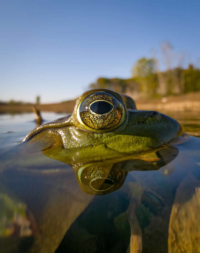 Steven Scott Grogin’s Wildlife Photos Are So Detailed You’ll Forget They Were Taken on a Phone 41 Eye At The Waterline - Wildlife Photos Captured with Phone by Steven Scott Grogin