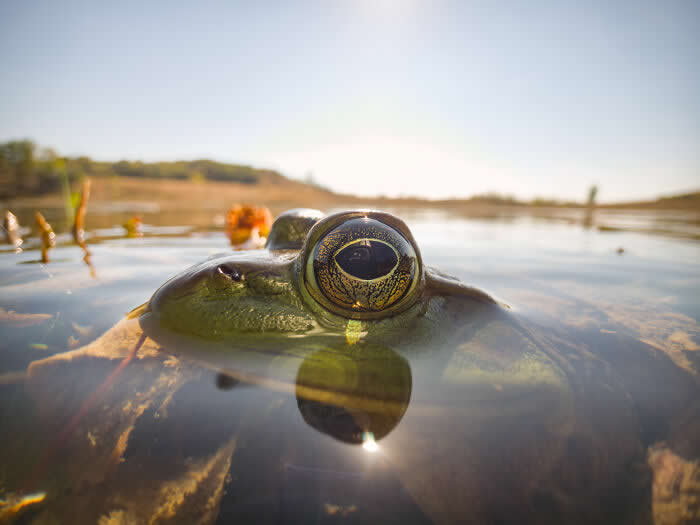 Steven Scott Grogin’s Wildlife Photos Are So Detailed You’ll Forget They Were Taken on a Phone 42 Sunlit Divide - Wildlife Photos Captured with Phone by Steven Scott Grogin