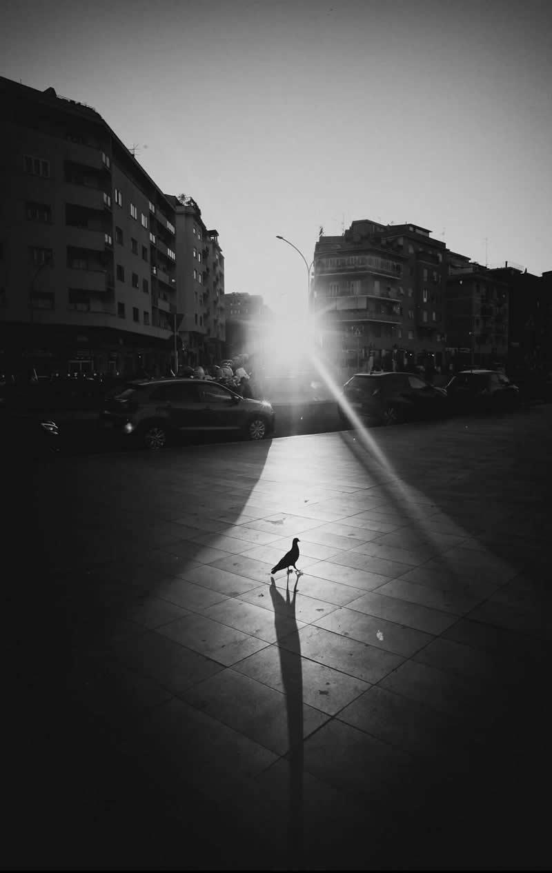 The Art of Perfect Timing: 31 Stunning Street Photos Taken at Exactly the Right Moment 46 Black-and-white street photograph of a pigeon standing in a bright shaft of sunlight in an urban square. The bird casts a long shadow across tiled pavement, while silhouetted buildings and a glowing sunset create a dramatic, minimalist composition.