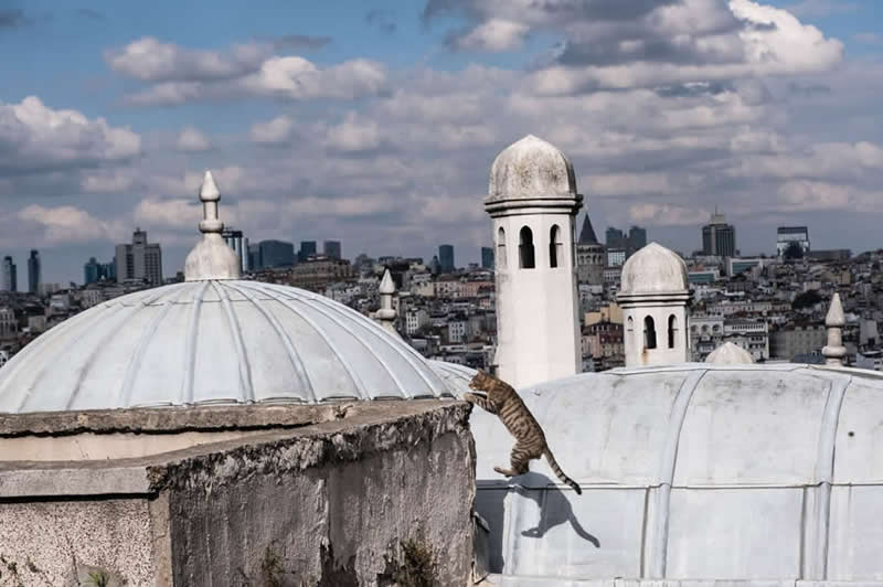 The Art of Perfect Timing: 31 Stunning Street Photos Taken at Exactly the Right Moment 58 Street photograph of a cat leaping between rooftop structures with white domes and towers in the foreground, captured at the perfect moment against a sprawling city skyline under a cloud-filled sky.