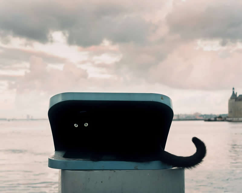 The Art of Perfect Timing: 31 Stunning Street Photos Taken at Exactly the Right Moment 63 Street photograph of a black cat hiding inside a dark bench beside the water, with only its bright eyes and tail visible, framed against a calm waterfront and cloudy sky in a minimalist composition.