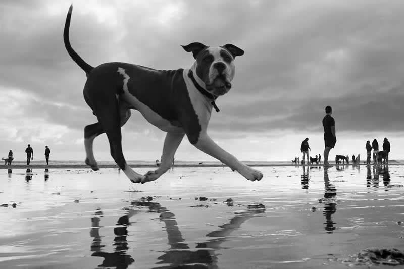 The Art of Perfect Timing: 31 Stunning Street Photos Taken at Exactly the Right Moment 39 Black-and-white photograph of a large dog running across a wet beach, captured from a low perspective. Reflections shimmer on the sand while distant people and dogs create scale, making the dog appear giant against the dramatic cloudy sky.