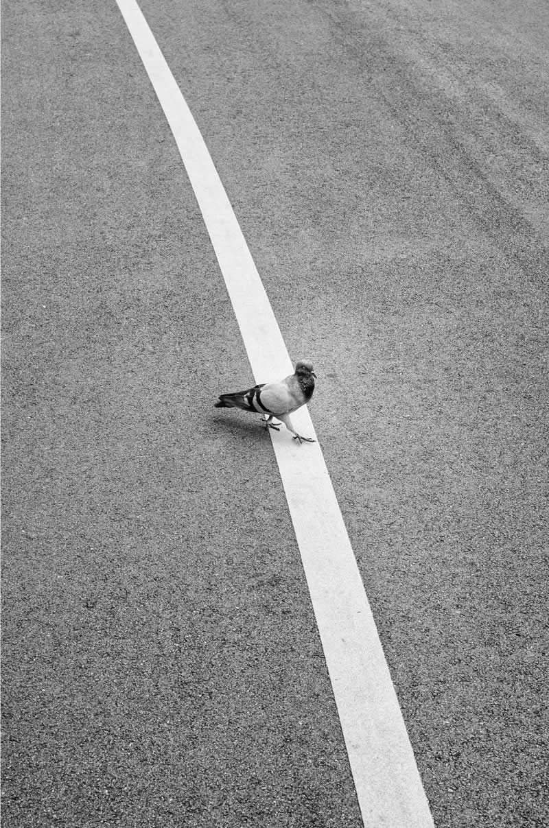 The Art of Perfect Timing: 31 Stunning Street Photos Taken at Exactly the Right Moment 34 Black-and-white street photograph of a pigeon standing on a white road marking. Strong diagonal leading line cuts through the frame, creating a minimalist composition with geometric balance, negative space, and a perfectly timed moment.