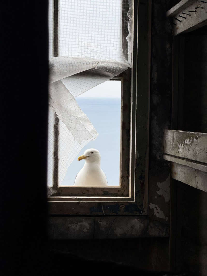 The Mobile Revolution: What the Winners of 35AWARDS Tell Us About the Future of Phone Cameras 39 A white seagull stands outside an old window, viewed from a dim interior. A translucent curtain drifts across the frame, while the bright sky and distant sea create a soft backdrop. The scene conveys calmness, curiosity, and minimalist beauty.