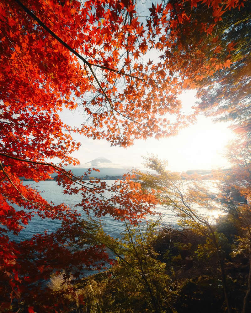 The Mobile Revolution: What the Winners of 35AWARDS Tell Us About the Future of Phone Cameras 45 Brilliant red and orange autumn leaves frame a sunlit lake with a distant mountain visible on the horizon. Sunlight filters through the foliage, illuminating the water and surrounding vegetation, creating a vibrant, warm, and beautifully layered landscape composition.